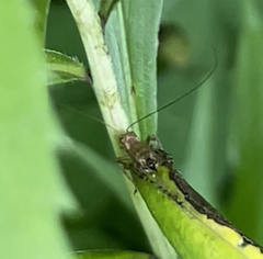 Anaxipha exigua