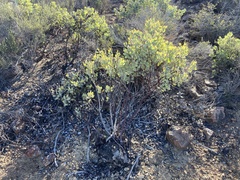 Arctostaphylos moranii