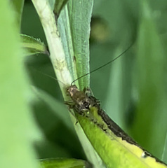 Anaxipha exigua