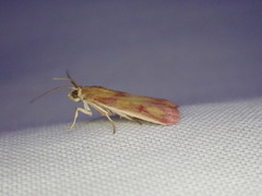 Phycitini
