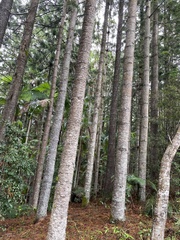 Araucaria cunninghamii
