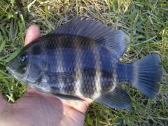 Heterotilapia buettikoferi