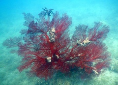 Melithaea ochracea
