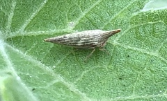 Polyglypta