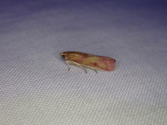 Phycitini