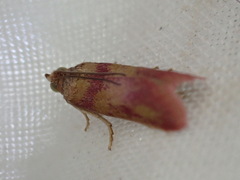 Phycitini