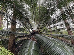 Lepidozamia peroffskyana
