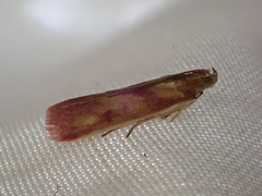 Phycitini