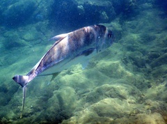 Caranx ignobilis