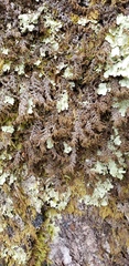 Frullania tamarisci