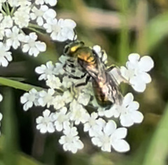 Augochlora pura