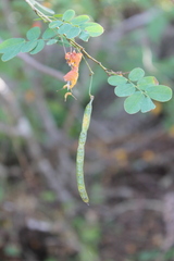Senna pallida