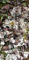 Pseudocyphellaria glabra