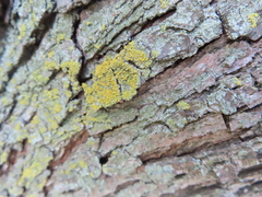 Xanthomendoza weberi