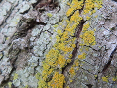 Xanthomendoza weberi