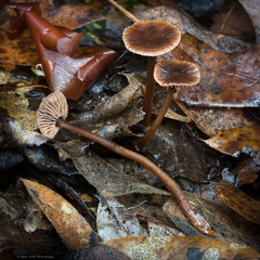 Gymnopus fuscopurpureus