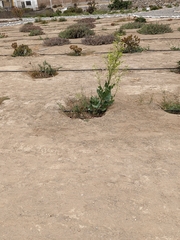 Nicotiana paniculata