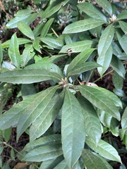 Lithocarpus brevicaudatus