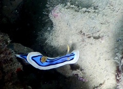 Chromodoris
