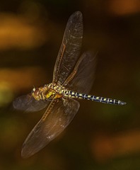 Hydrobasileus brevistylus