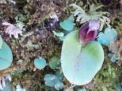 Corybas orbiculatus