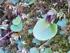 Corybas orbiculatus