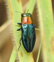 Melobasis cyaneipennis