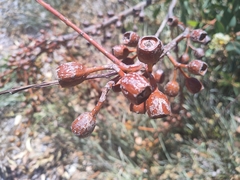Eucalyptus extrica