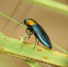 Melobasis cyaneipennis