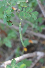 Senna pallida