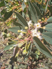 Eucalyptus extrica