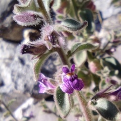 Pseudorontium cyathiferum