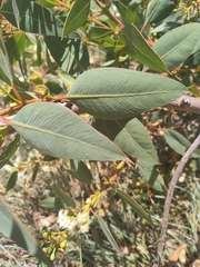 Eucalyptus extrica
