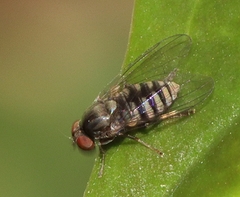 Lindneromyia