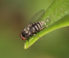 Lindneromyia