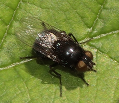 Australophyra rostrata