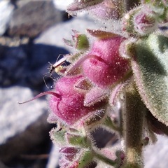 Pseudorontium cyathiferum
