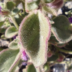 Pseudorontium cyathiferum