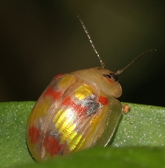 Paropsisterna nobilitata