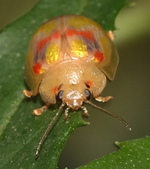 Paropsisterna nobilitata