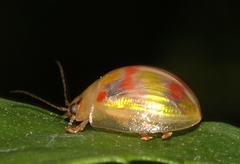 Paropsisterna nobilitata
