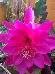 Disocactus