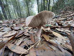 Lactarius paradoxus