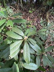 Lithocarpus brevicaudatus