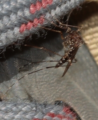 Aedes alboannulatus