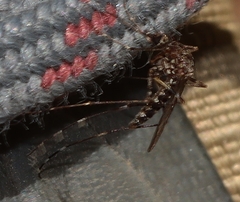 Aedes alboannulatus