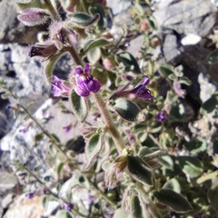 Pseudorontium cyathiferum
