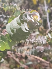 Eucalyptus kruseana