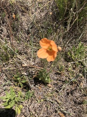 Papaver aculeatum