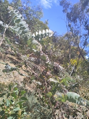 Eucalyptus kruseana